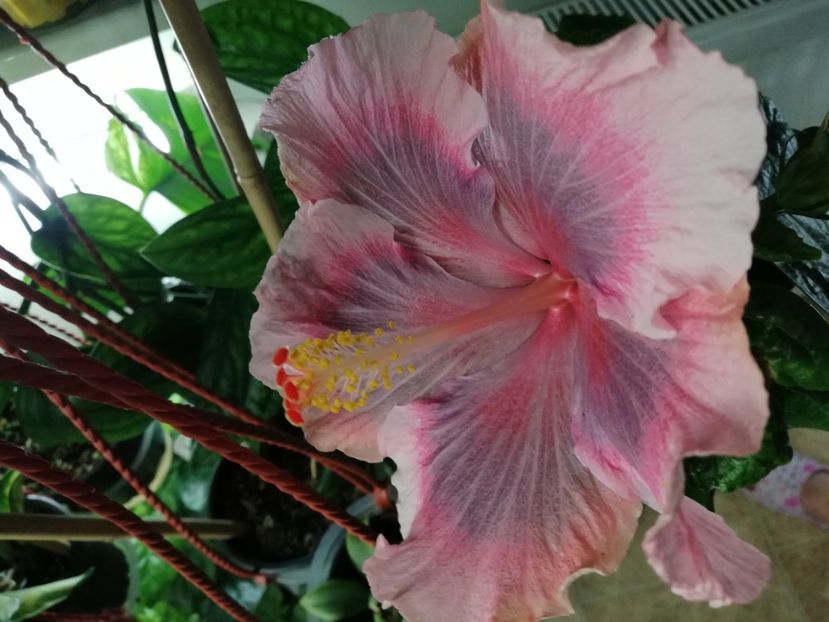  - Hibiscus 2020-4