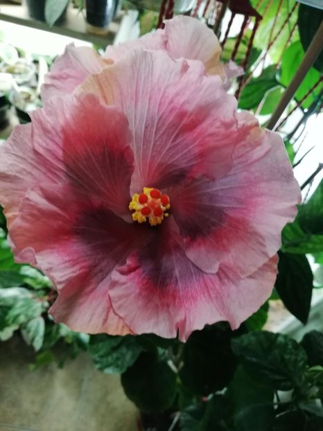  - Hibiscus 2020-4