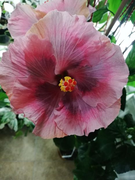  - Hibiscus 2020-4