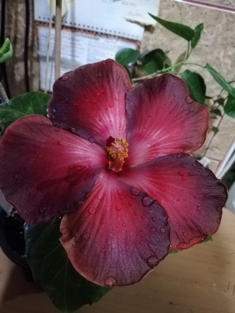  - Hibiscus 2020-4