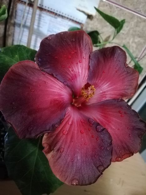  - Hibiscus 2020-4