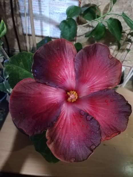  - Hibiscus 2020-4