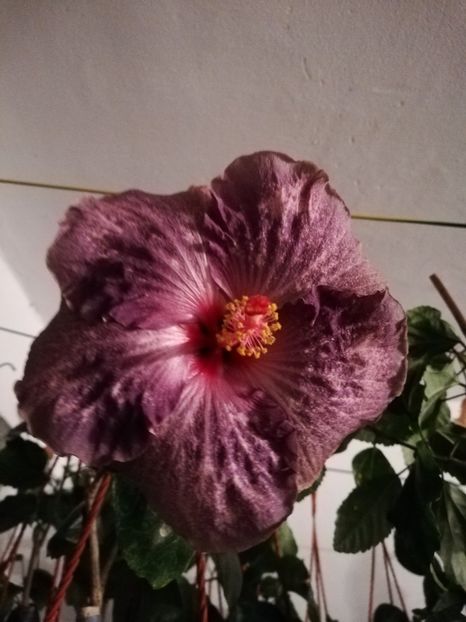  - Hibiscus 2020-5