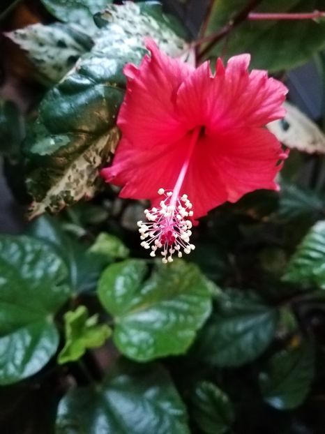  - Hibiscus 2020-5