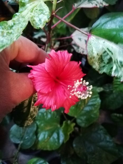  - Hibiscus 2020-5