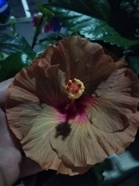  - Hibiscus 2020-5