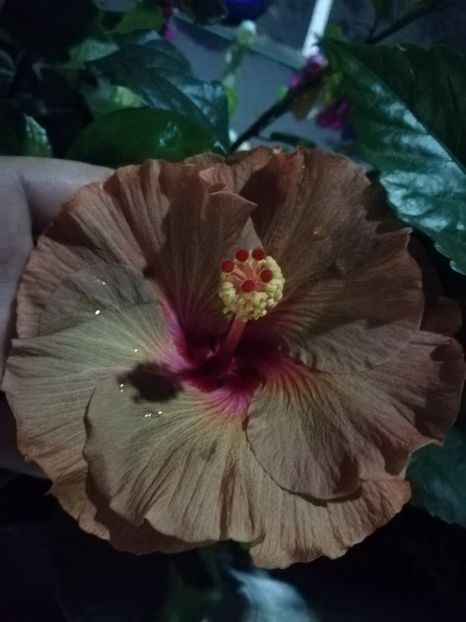  - Hibiscus 2020-5