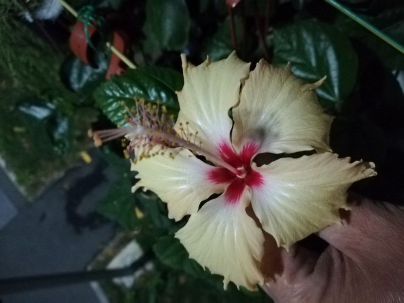  - Hibiscus 2020-5