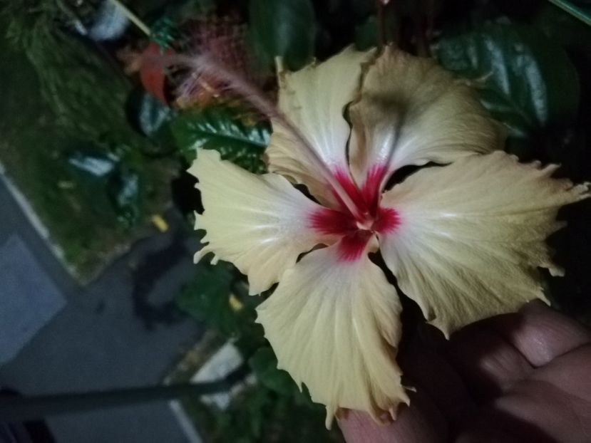  - Hibiscus 2020-5