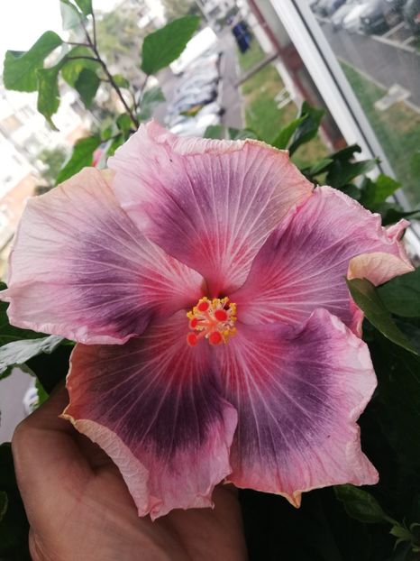  - Hibiscus 2020-5