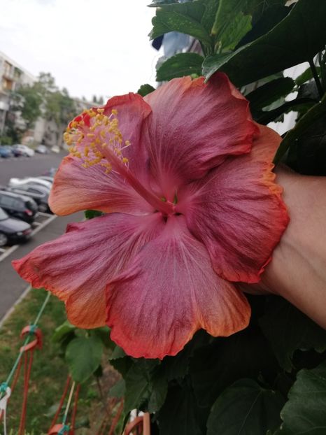  - Hibiscus 2020-5
