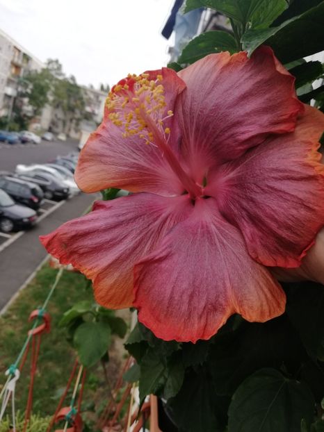  - Hibiscus 2020-5