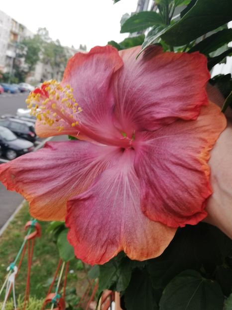  - Hibiscus 2020-5