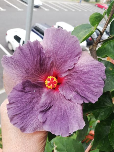  - Hibiscus 2020-5