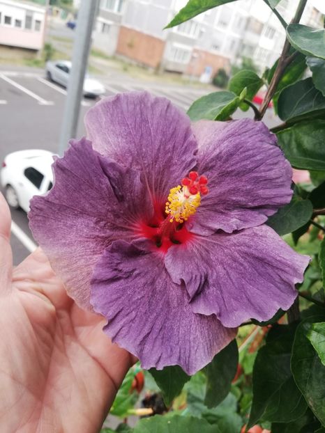  - Hibiscus 2020-5