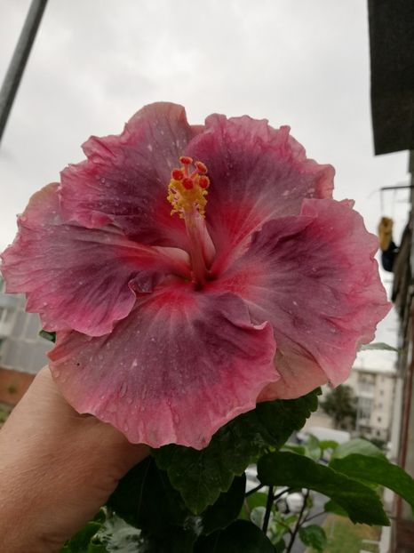  - Hibiscus 2020-5