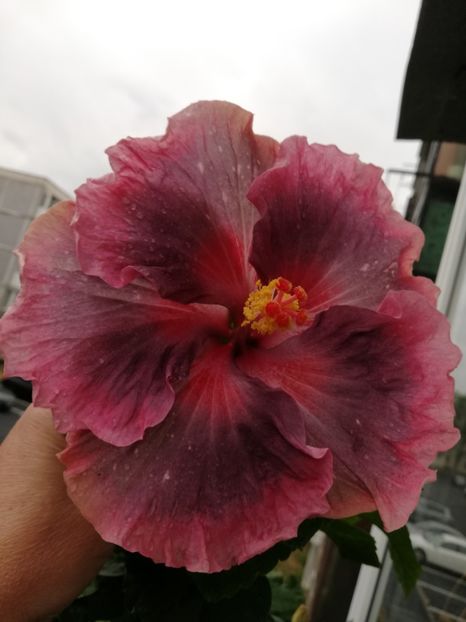  - Hibiscus 2020-5