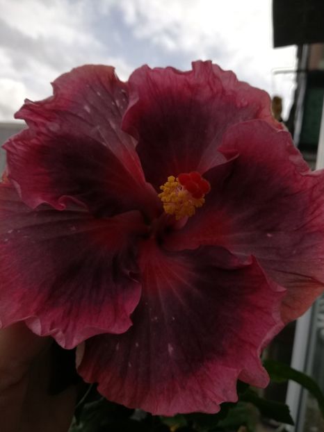  - Hibiscus 2020-5