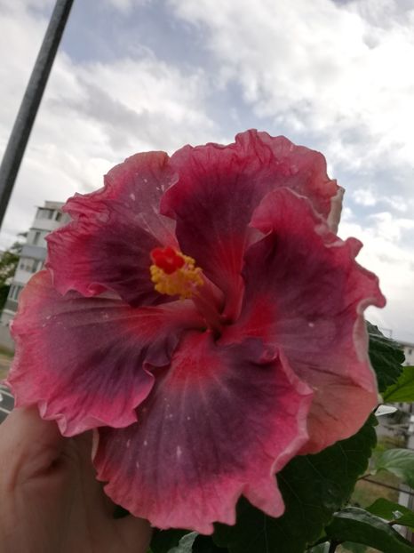  - Hibiscus 2020-5