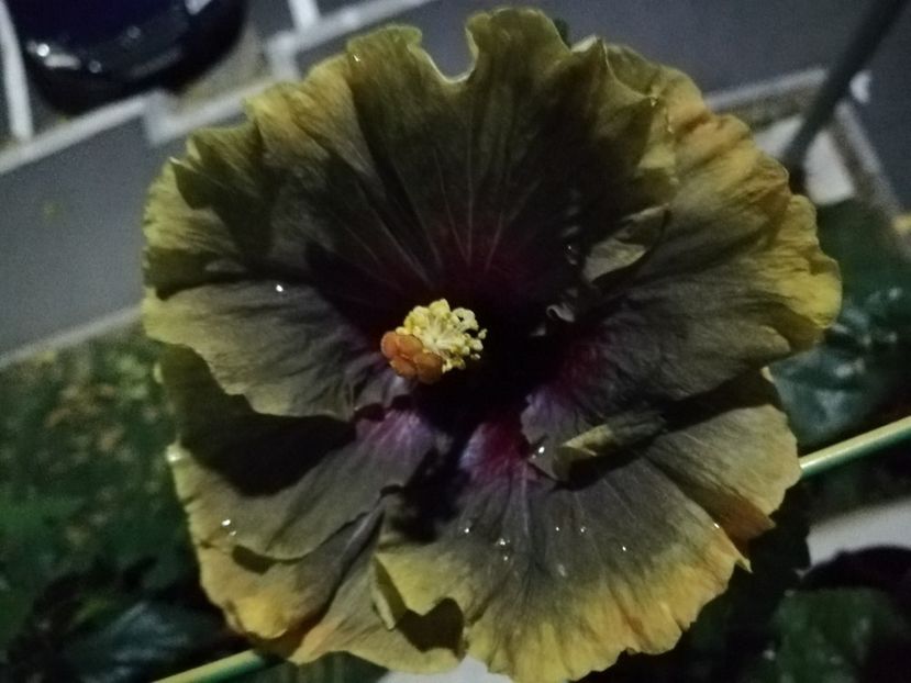  - Hibiscus 2020-5