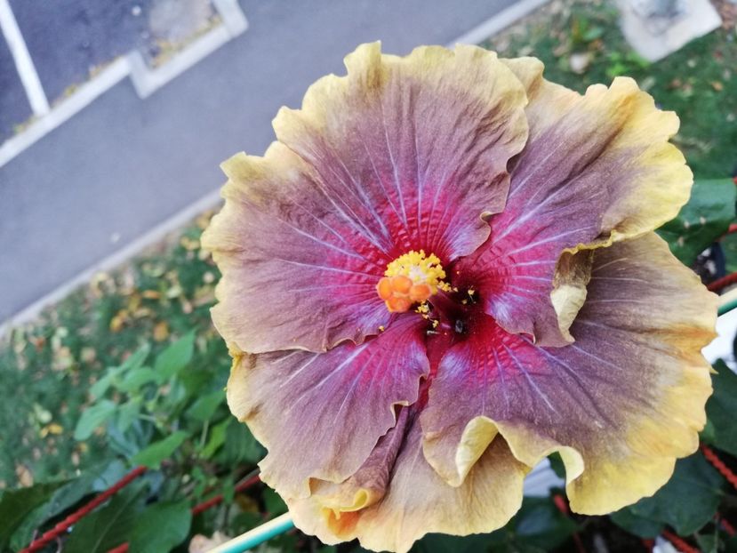  - Hibiscus 2020-5