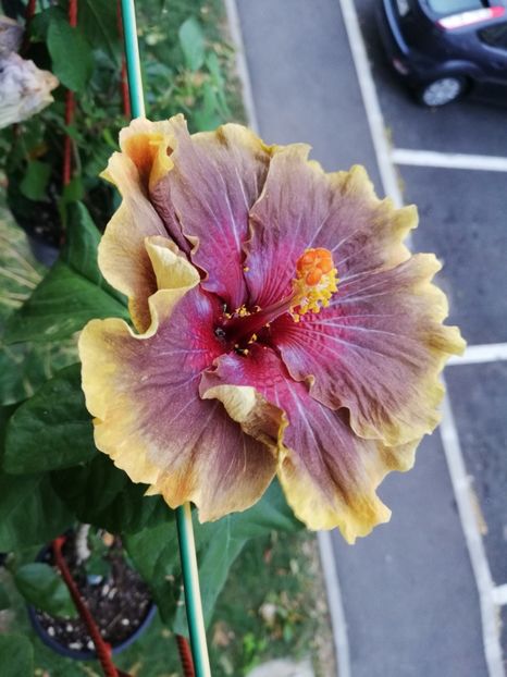  - Hibiscus 2020-5
