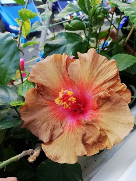  - Hibiscus 2020-5