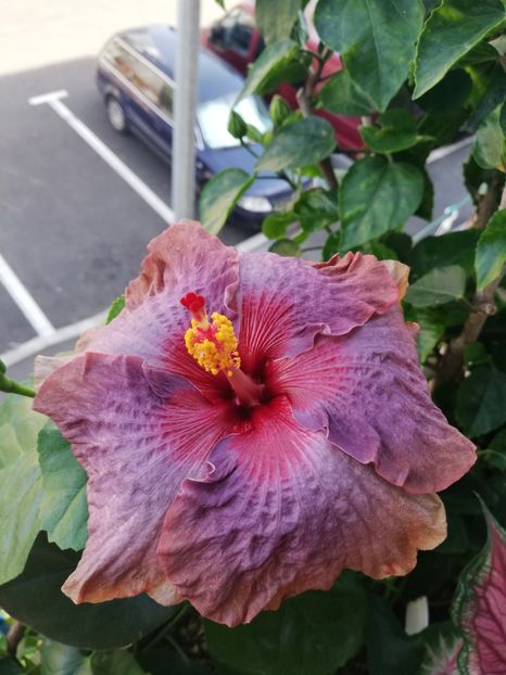  - Hibiscus 2020-5