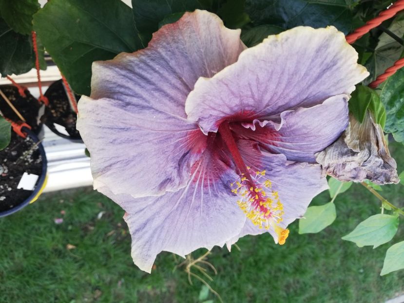  - Hibiscus 2020-5