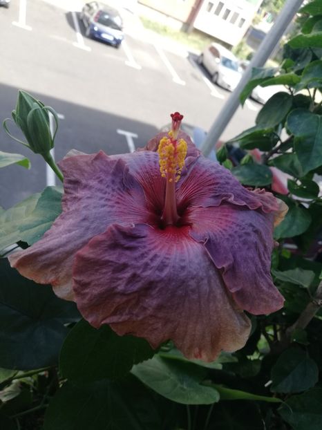  - Hibiscus 2020-5