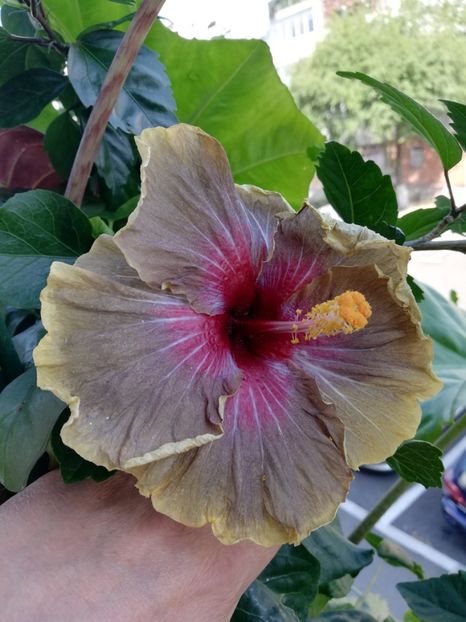  - Hibiscus 2020-5