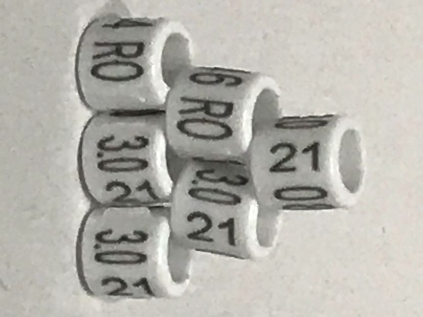 E1E6427C-99AE-4791-81A1-7B9A488774AD - 00 Inele Ornament RO 2021