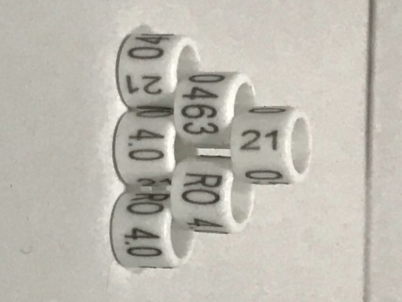 B0422A41-EBBE-4623-BF5C-2EBDF86074BA - 00 Inele Ornament RO 2021