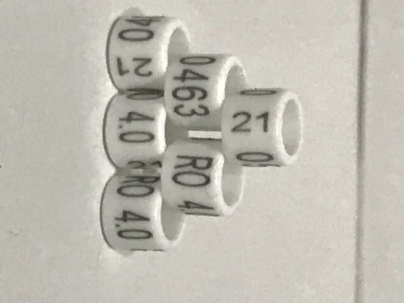 882C9D80-2173-4510-A4F9-E694697127CC - 00 Inele Ornament RO 2021