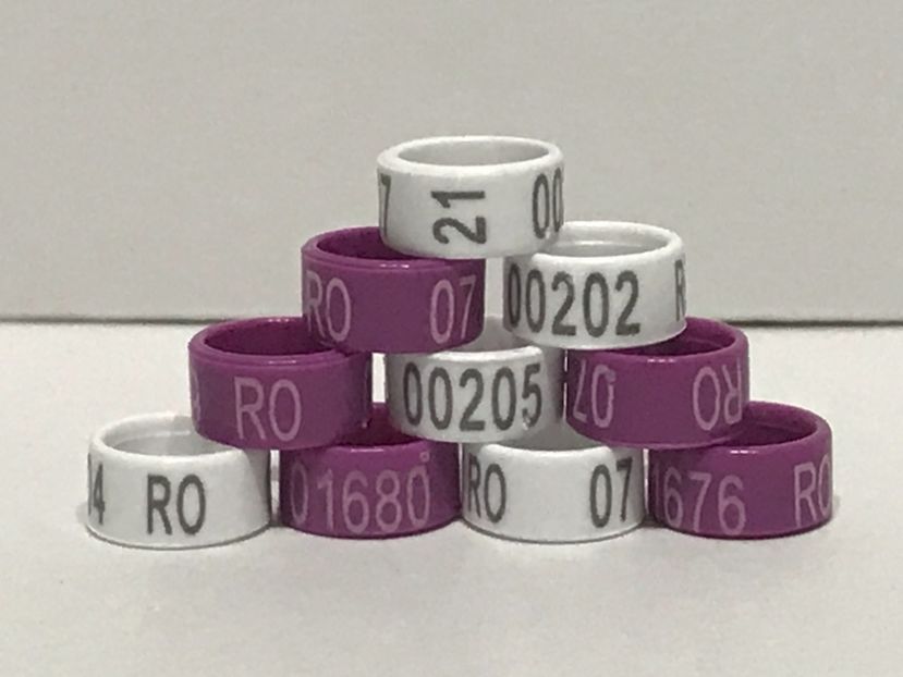 59433C99-956C-466A-B3AE-6E7D331B4448 - 00 Inele Ornament RO 2021