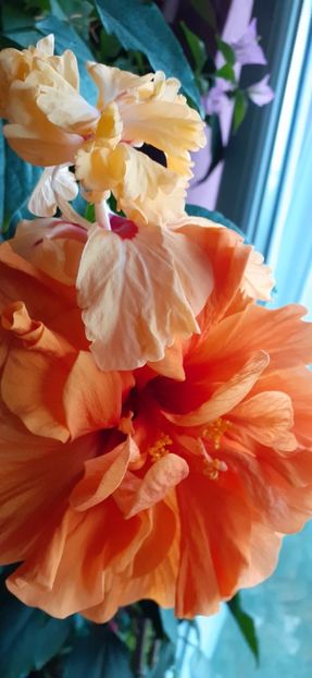  - Hibiscus 2015-2024