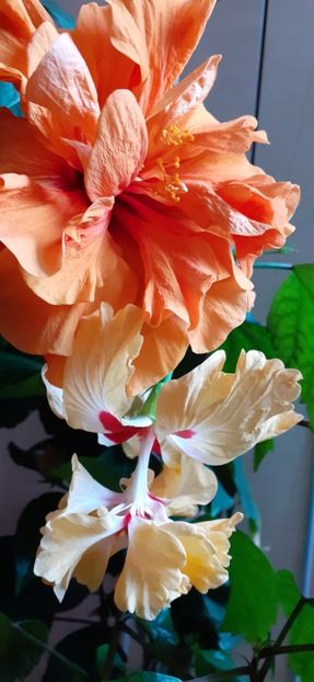  - Hibiscus 2015-2024
