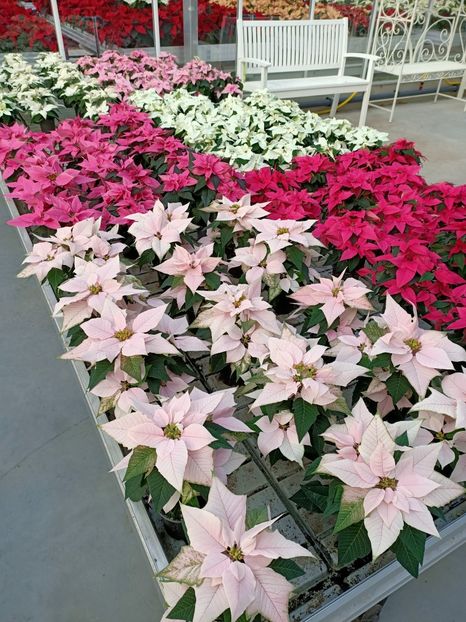 13.11.2020 - Magazinul