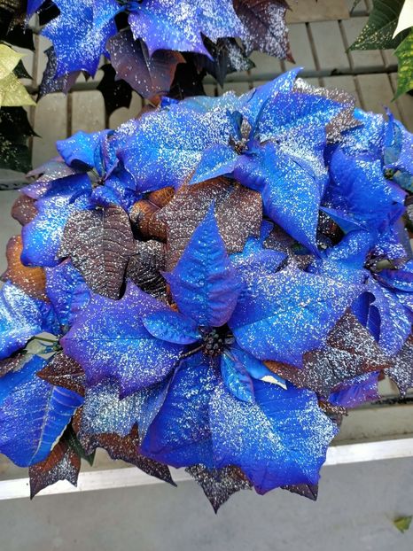 13.11.2020-Gaby ceva pt tine :) - Magazinul