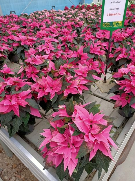 13.11.2020 - Magazinul