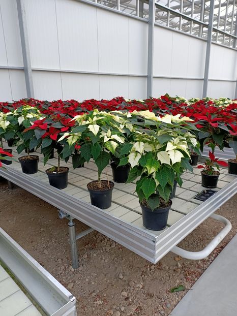 13.11.2020 - Magazinul