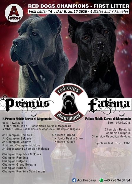 LITERA A RED DOGS CHAMPIONS - RED DOGS CHAMPIONS KENNEL- CANE CORSO ITALIANO