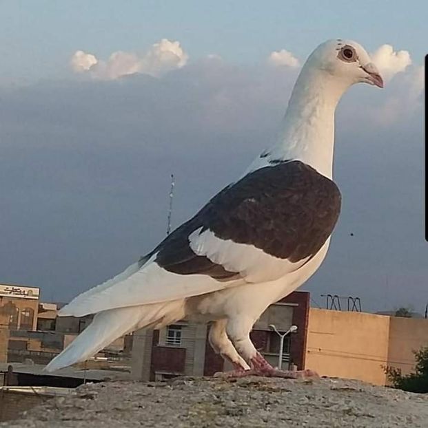  - NU IMI APARTIN ALBUM NR 2