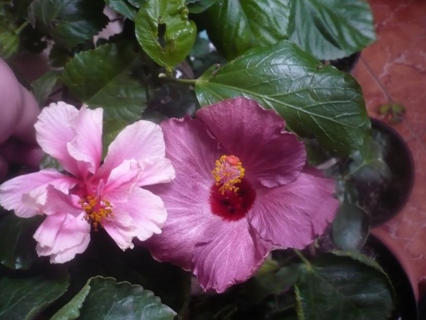 14.11.2020 - HIBISCUSI 2020-5