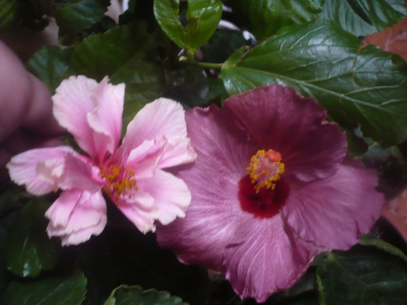 P1470150 - HIBISCUSI 2020-5