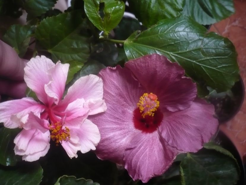 P1470151 - HIBISCUSI 2020-5