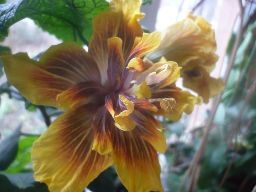 P1470153 - HIBISCUSI 2020-5