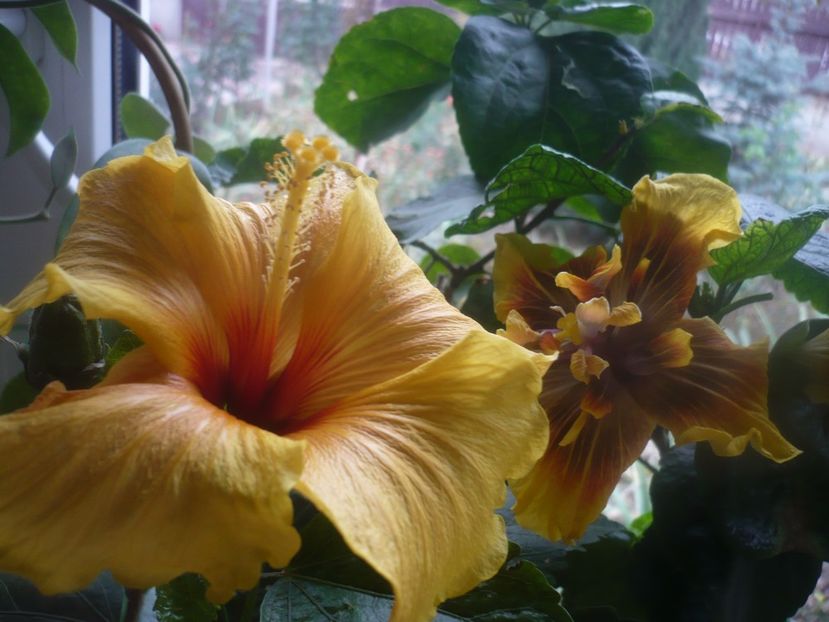 P1470154 - HIBISCUSI 2020-5