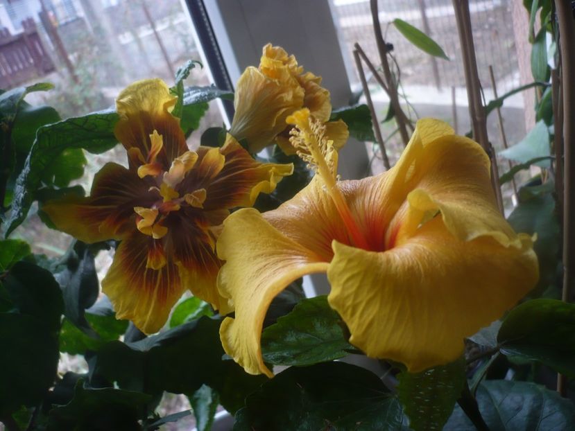 P1470157 - HIBISCUSI 2020-5