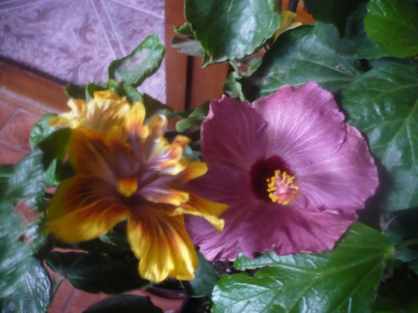 P1470158 - HIBISCUSI 2020-5